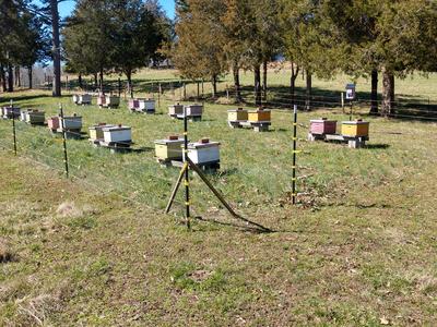 A simple electric fence helps this beekeeper sleep better knowing his hives are protected from bears. (credit Seth Nagy)