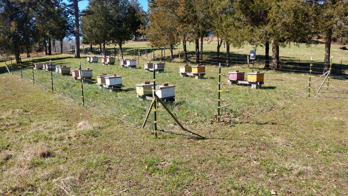 A simple electric fence helps this beekeeper sleep better knowing his hives are protected from bears. (credit Seth Nagy) 