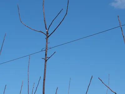 apple tree