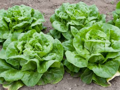 Boston Lettuce heads in the garden