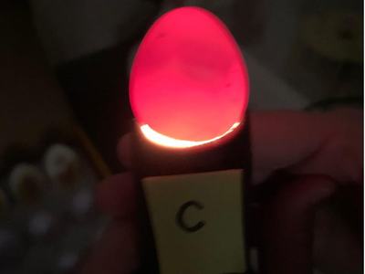 Red-glowing candled egg held on a device with yellow label marked "C".