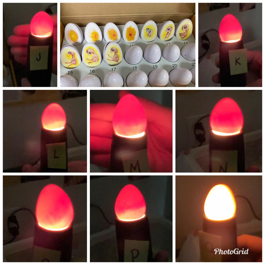 Incubation day 10 part 2 image