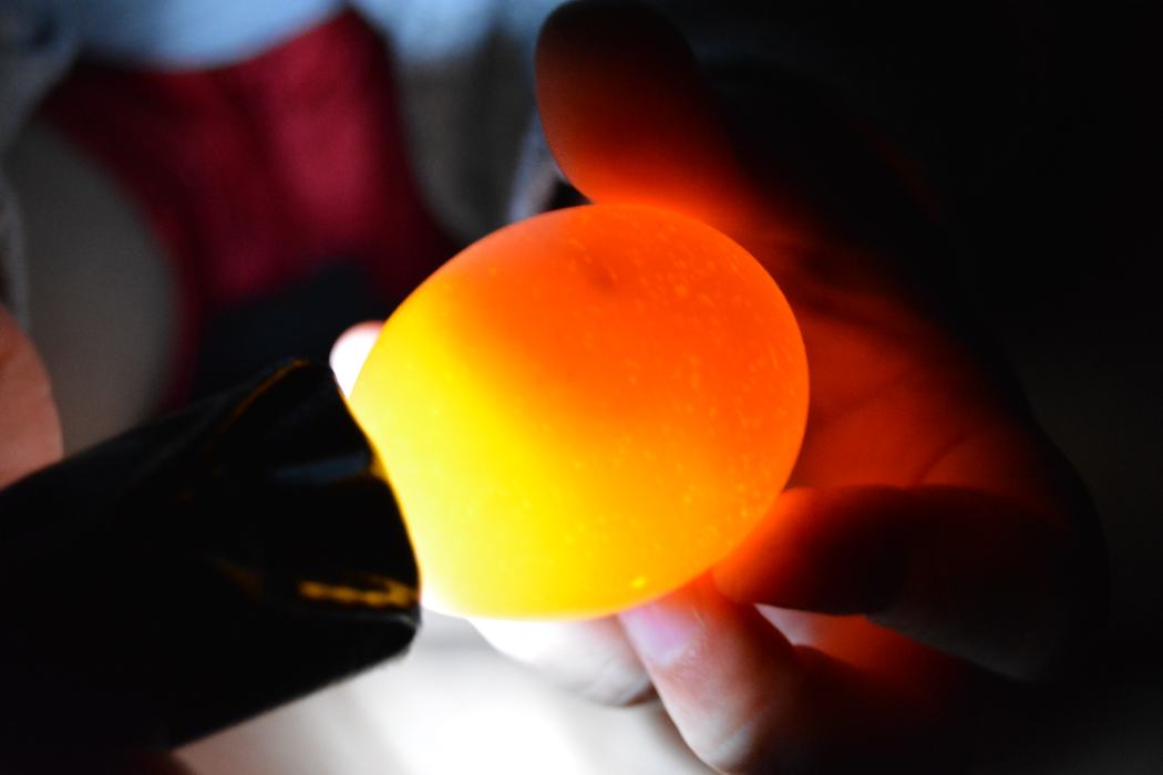 Candling an Egg