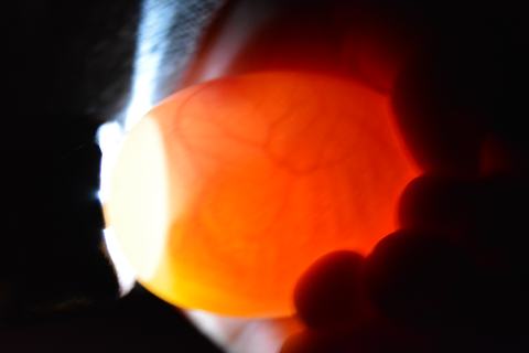 Chicken egg candled against light showing translucent orange interior and veins