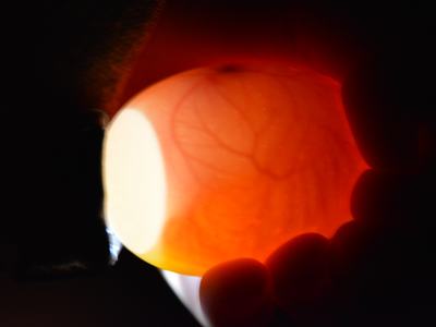 Hand holding egg to light showing translucent interior with yolk and blood vessels visible
