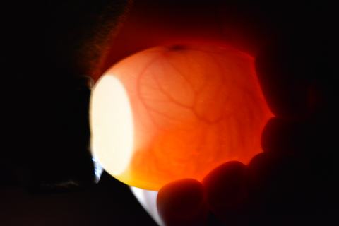Hand holding egg to light showing translucent interior with yolk and blood vessels visible
