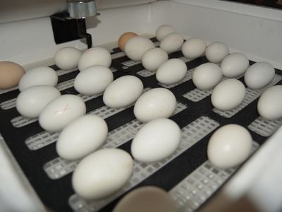 Rows of eggs in an incubator tray, several eggs marked with a red "X"