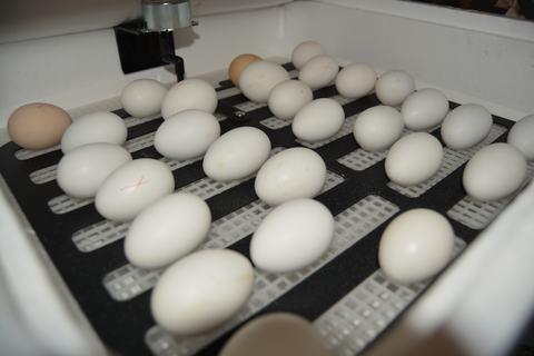 Rows of eggs in an incubator tray, several eggs marked with a red "X"