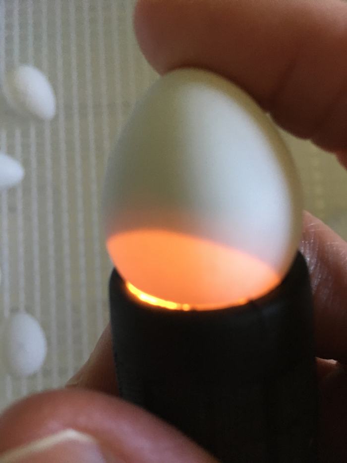 Candling Day 20 fertile egg