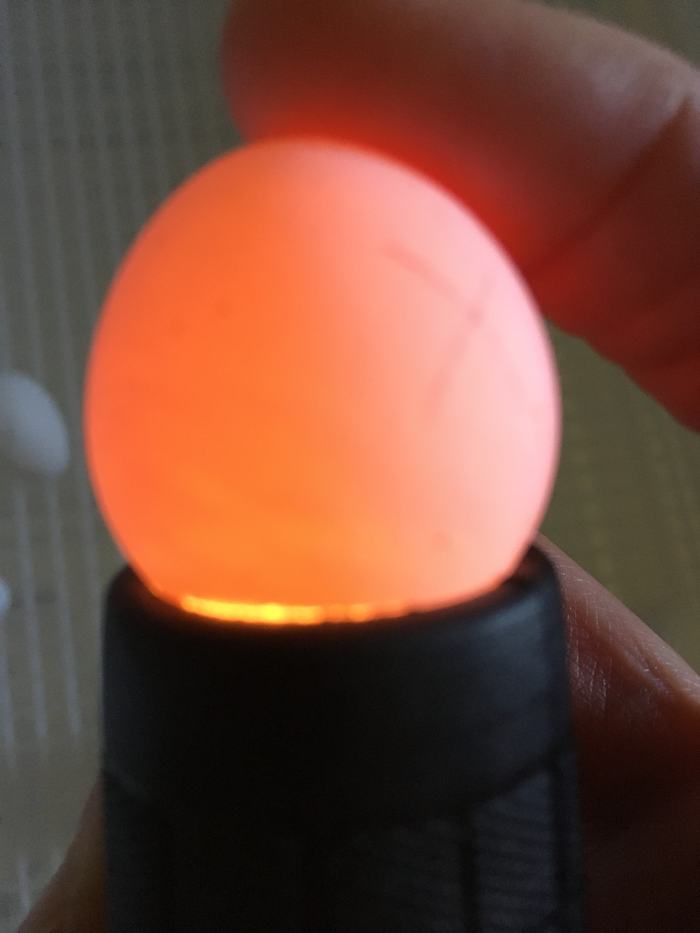 Candling Day 20 infertile egg