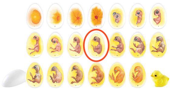 egg development chart