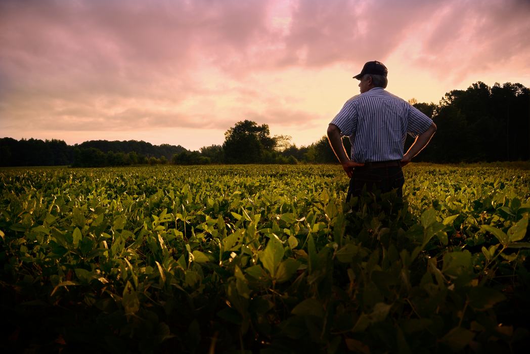 Farmer out standing in his soybean field.