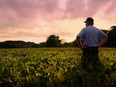 Farmer out standing in his soybean field during sunset