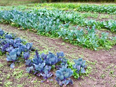 Cools season vegetables