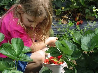 Little Girl in Strawberry Field