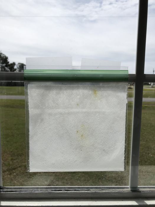 Window Greenhouse hanging in Window