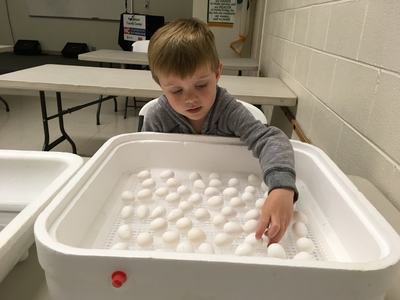 Child reaching into an incubator tray filled with white eggs in a classroom setting