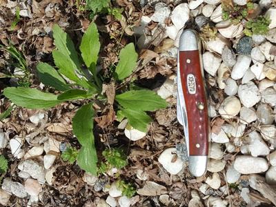 Recent photo of a 3.5" wide marestail seedling. 