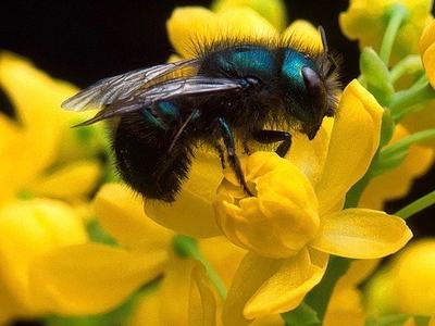 Metallic blue-green bee feeding on a cluster of yellow flowers