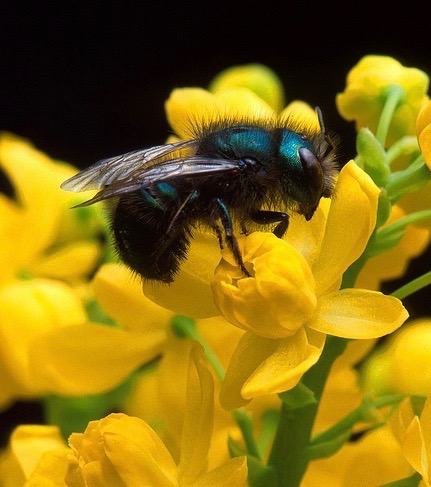 Mason bee climbing on flower