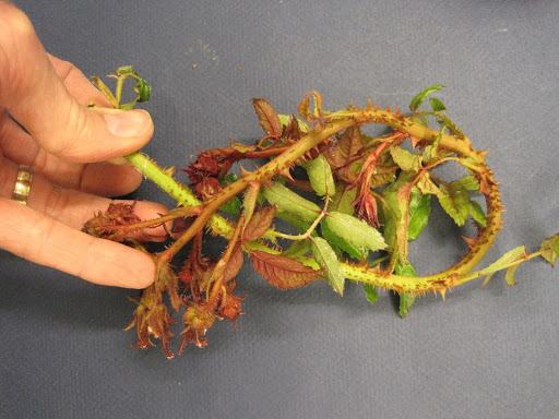Excessive thorns Excessive thorns of a rose infected with rose rosette disease