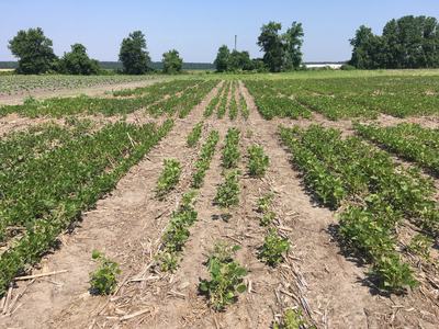 Image of soybean field