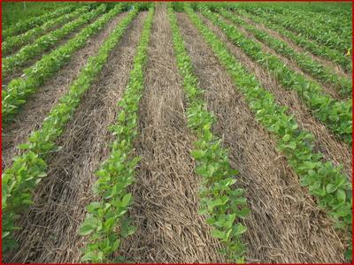 Image of soybeans