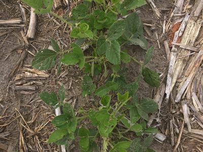 Image of soybean plants