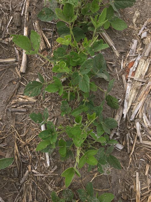 Image of soybean plants
