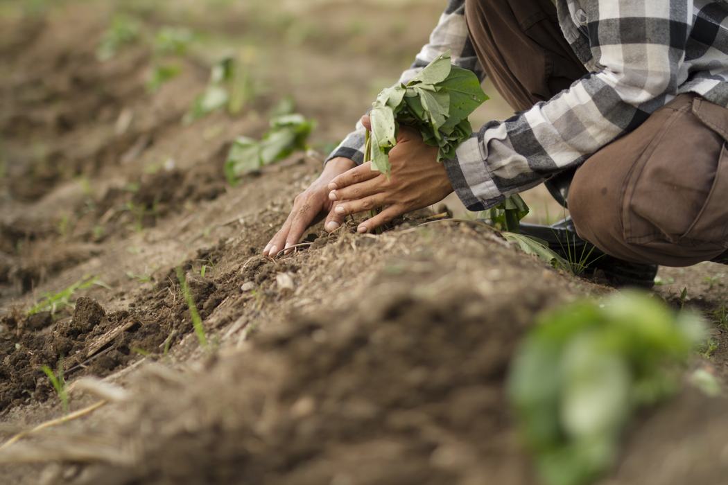 Image of plants in garden