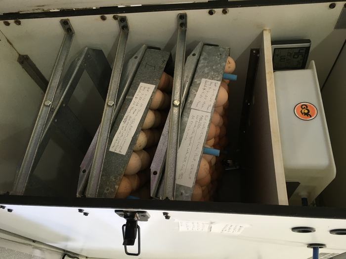 Anita Heatherly's incubator 