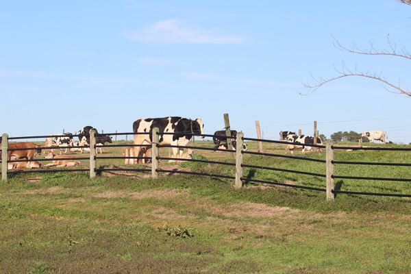 Cows on pasture