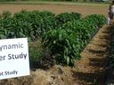 Biodynamic pepper pilot study