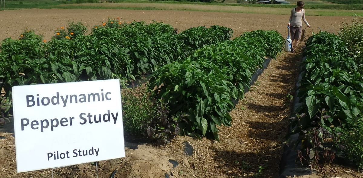 Biodynamic pepper pilot study