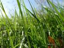 Close-up of green grass blades with dew drops and sunlight in background