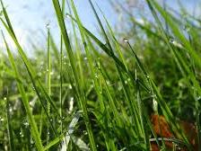 Close-up of green grass blades with dew drops and sunlight in background