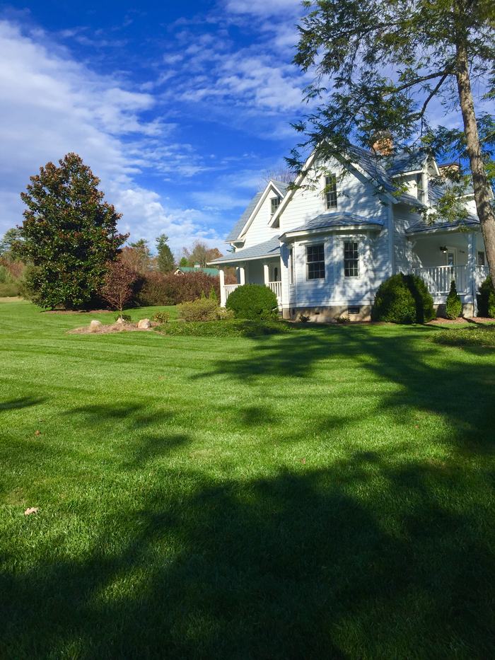 Beautiful fescue lawn in WNC.