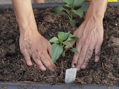person planting a plant