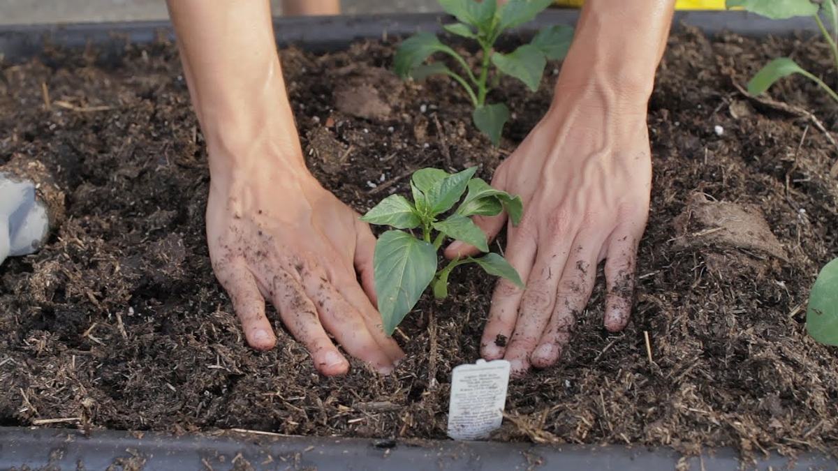 person planting a plant