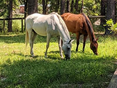horses in pasture