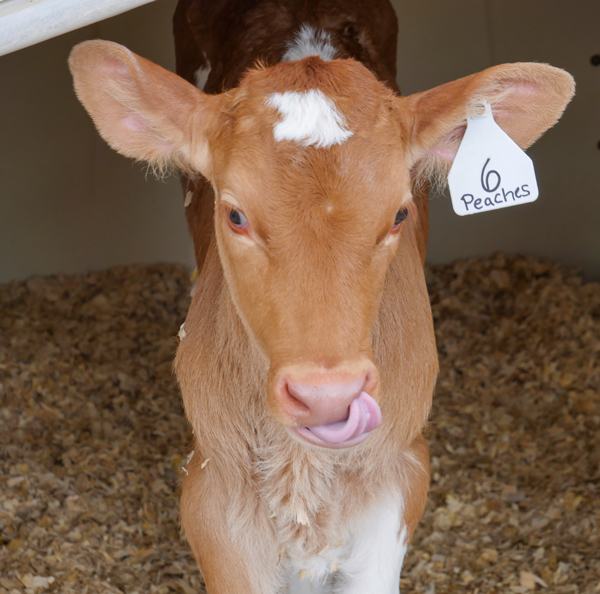 Baby cow, Peaches