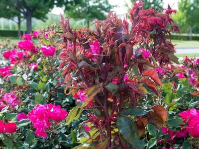 Red shoot color of rose infected with rose rosette disease