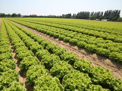 Rows of green lettuce heads planted in parallel rows across a farm field
