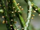 slime mold on conifer