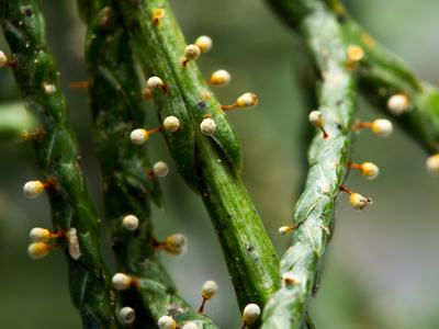 slime mold on conifer