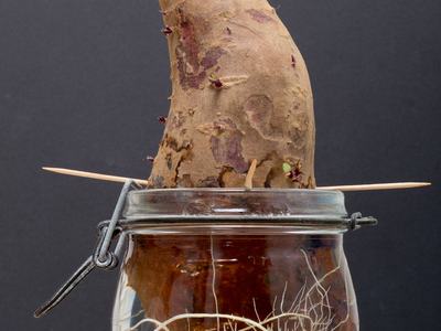 Image of roots and shoots