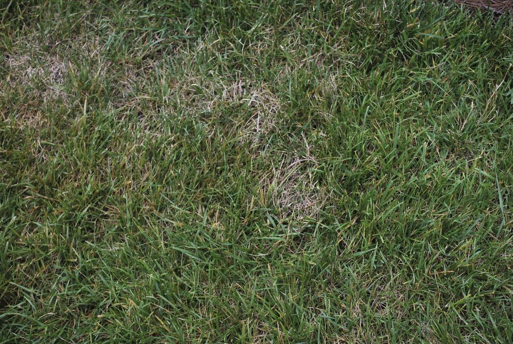  Plant symptoms of Ascochyta leaf blight in tall fescue