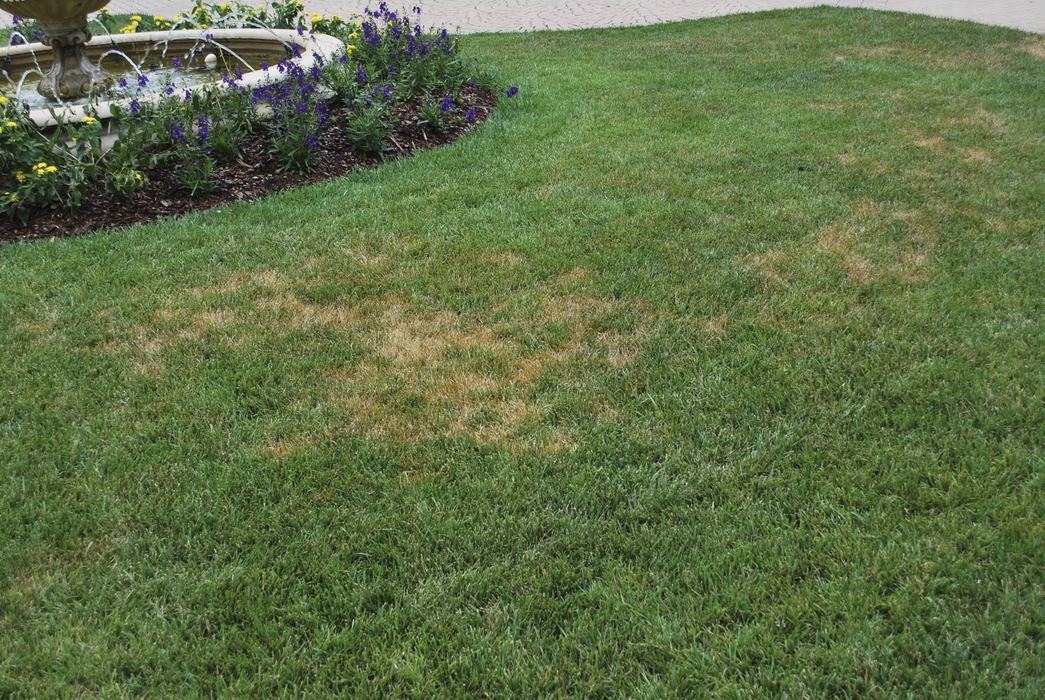 Stand symptoms of Ascochyta leaf blight in tall fescue