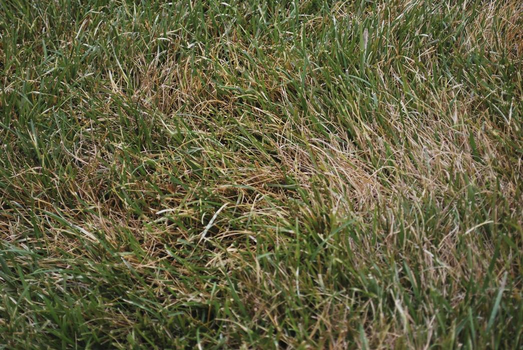 Plant symptoms of Ascochyta leaf blight in tall fescue