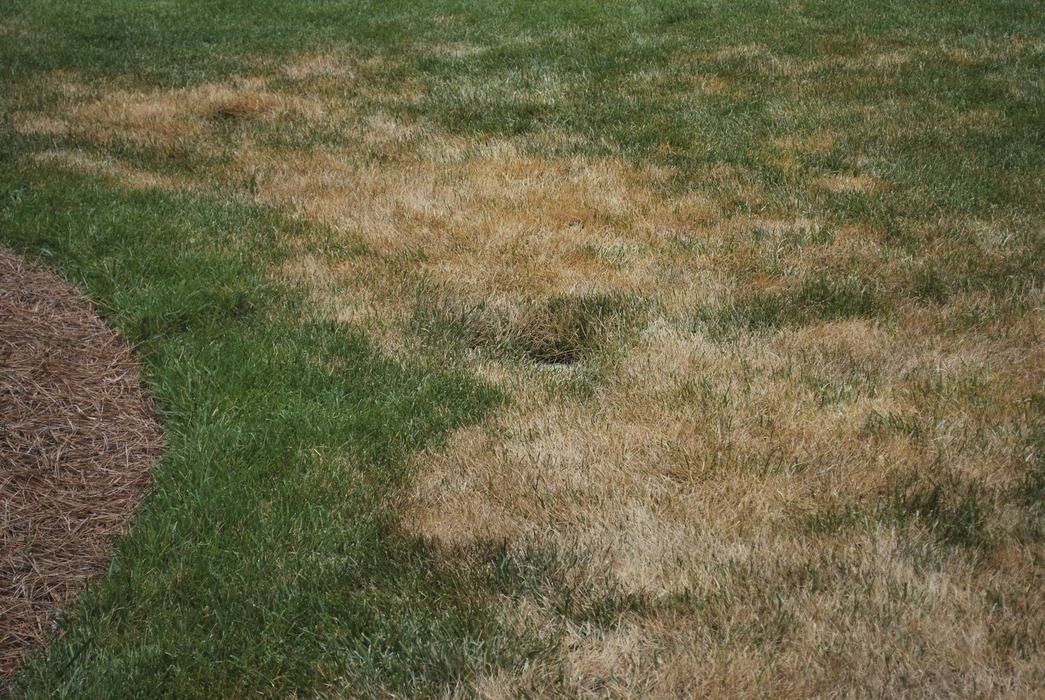  Stand symptoms of Ascochyta leaf blight in tall fescue